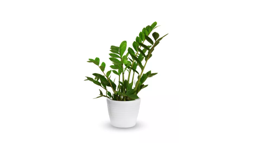 gift ideas on a student budget plants ISIC