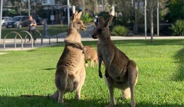 Kangaroos on campus in Australia while study abroad